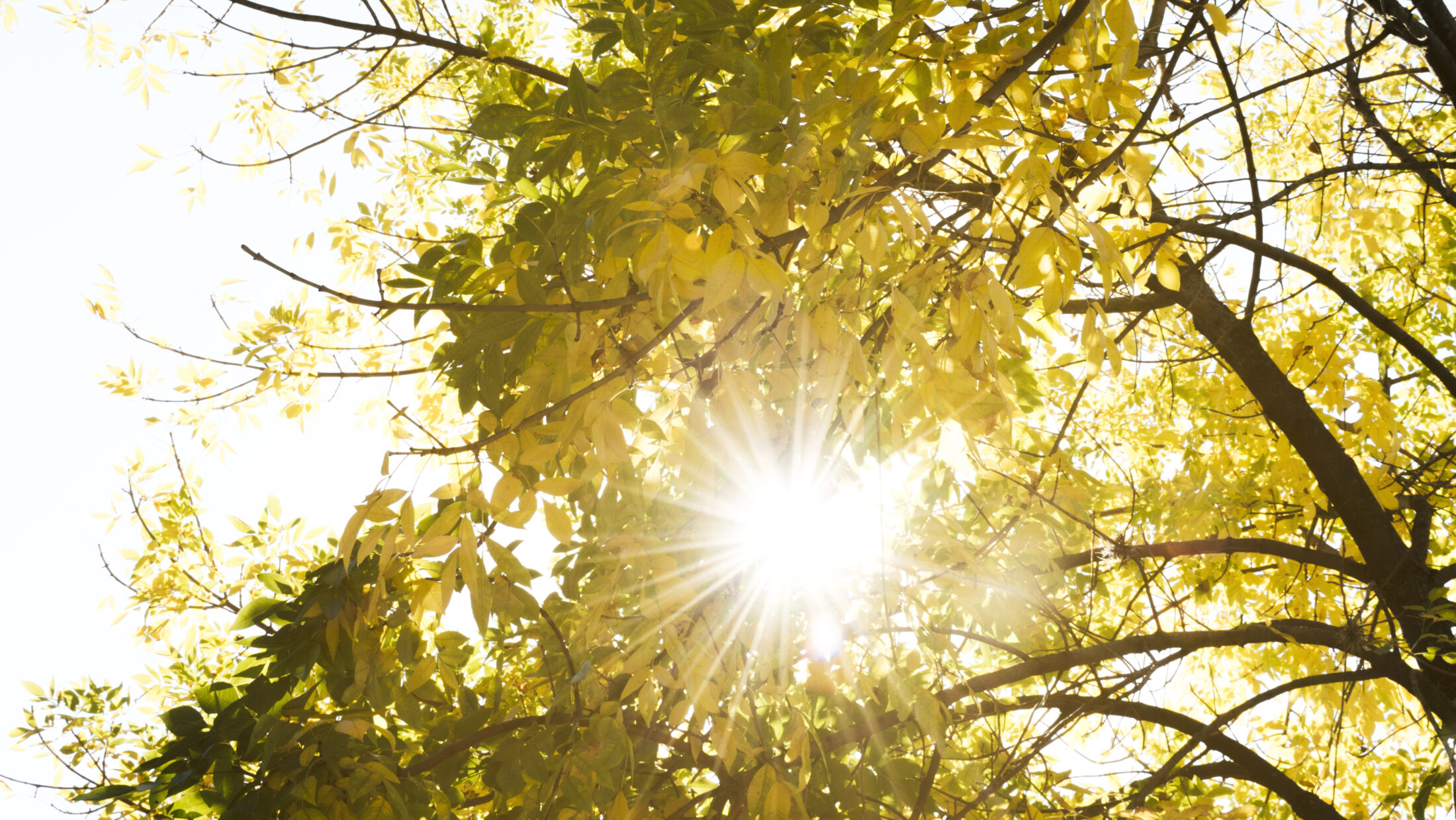 Sunlight passing through autumn trees